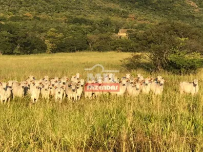 Fazenda/Sítio à venda, 500m² no Centro, Formosa