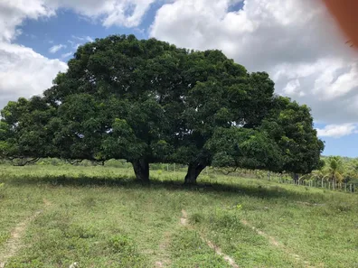 Fazenda/Sítio com 4 Quartos à venda, 4000m² no Santiago do Iguapé, Cachoeira