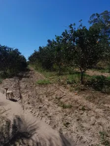 Fazenda/Sítio com 2 Quartos à venda, 48400m² no Silva Jardim, Silva Jardim