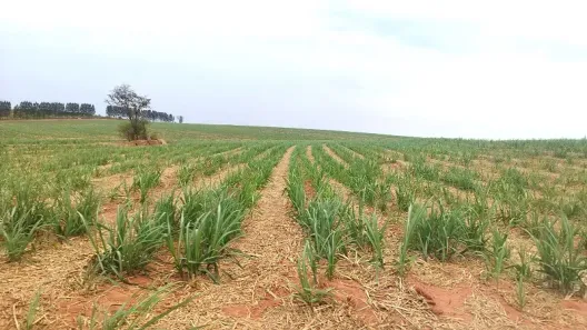 Fazenda/Sítio à venda, 2420000m² no , Sandovalina