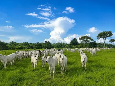 com 3 Quartos à venda, 3630000m² no Zona Rural, Campos Belos