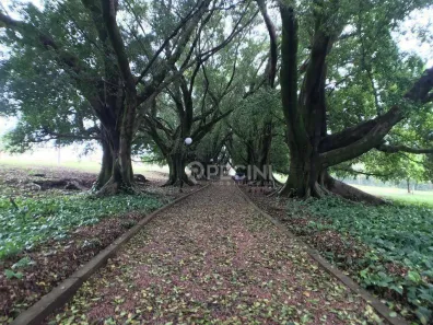 Lote/Terreno à venda, 504m² no Jardim do Horto, Rio Claro