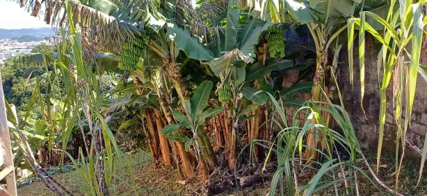 Lote/Terreno à venda, 390m² no Centro, São José