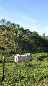 Fazenda/Sítio com 3 Quartos à venda, 870000m² no Área Rural de Planaltina, Planaltina