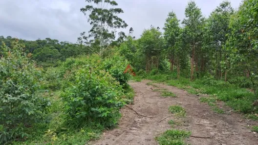 Fazenda/Sítio à venda, 6000m² no Centro, Igaratá