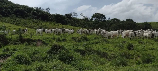 Fazenda/Sítio com 1 Quarto à venda, 150m² no Parque das Alamedas, Guaratinguetá