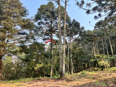Fazenda/Sítio com 1 Quarto à venda, 2500m² no Centro, São Francisco de Paula