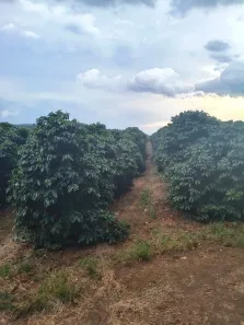 Fazenda/Sítio com 2 Quartos à venda, 157300m² no , Itamogi