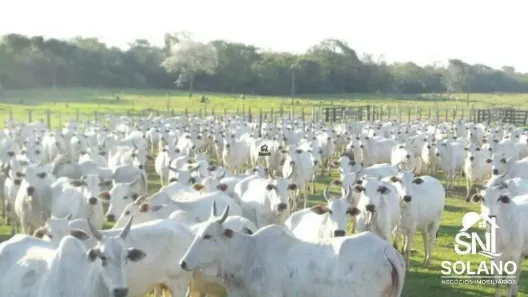 Fazenda/Sítio com 3 Quartos à venda, 45000m² no Centro, Miranda