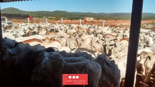Fazenda/Sítio à venda, 14810400m² no , Porto Nacional
