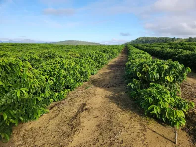 Fazenda/Sítio com 2 Quartos à venda, 98m² no Rural, Itabela