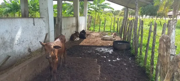 Fazenda/Sítio com 3 Quartos à venda, 100000m² no Caponguinha,