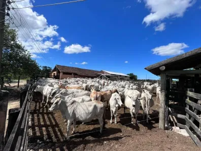 Fazenda/Sítio com 3 Quartos à venda, 2446466m² no São Vicente de Paula, Araruama