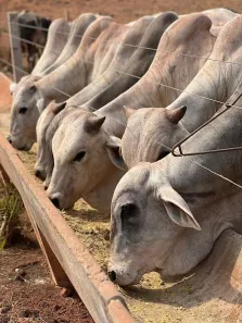 Fazenda/Sítio à venda, 15004000m² no , Pindorama do Tocantins