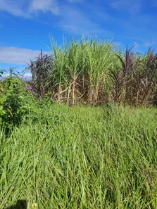 Fazenda/Sítio com 3 Quartos à venda, 278000m² no , Macaíba