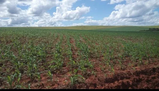 Fazenda/Sítio com 4 Quartos à venda, 200m² no Área Rural de Itararé, Itararé