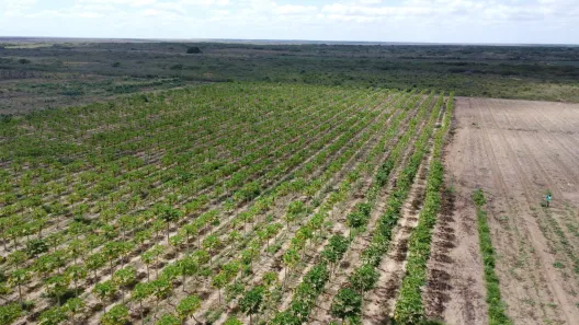 Fazenda/Sítio com 4 Quartos à venda, 500000m² no , Touros