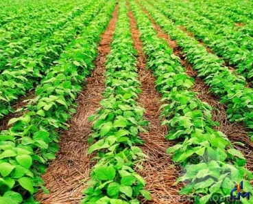 Fazenda/Sítio com 1 Quarto à venda, 48920000m² no , Nova Maringá
