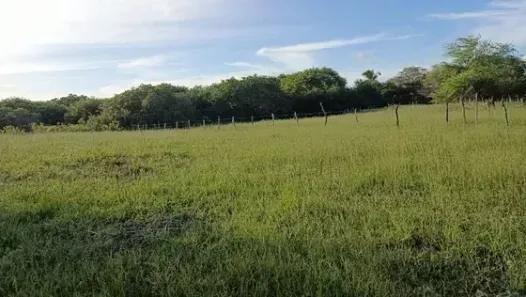Fazenda/Sítio com 3 Quartos à venda, 280000m² no , Touros