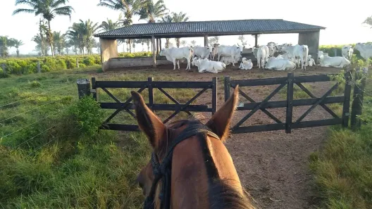 Fazenda/Sítio com 4 Quartos à venda, 25000000m² no Centro, Inhangapi