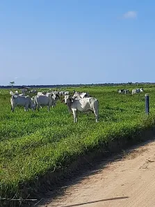 Fazenda/Sítio à venda, 15488000m² no Aviso, Linhares