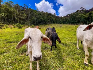 Fazenda/Sítio com 3 Quartos à venda, 180000m² no , Domingos Martins