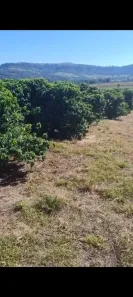 Fazenda/Sítio com 3 Quartos à venda, 96800m² no , Itirapuã