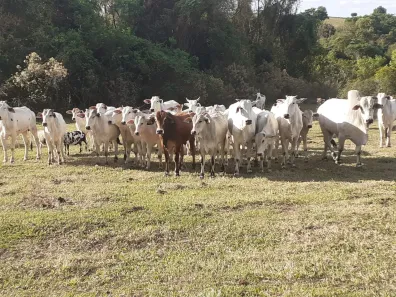 Fazenda/Sítio com 5 Quartos à venda, 237160m² no , Santo Antônio da Alegria