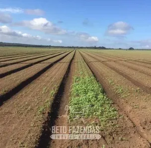 Fazenda/Sítio à venda, 14000000m² no , Taiobeiras