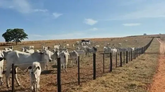 Fazenda/Sítio à venda, 600m² no , Alto Taquari