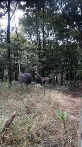 Lote/Terreno à venda, 12000m² no Nova Contagem, Contagem