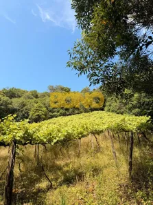 Fazenda/Sítio à venda, 20000m² no Cidade Nova, Caxias do Sul