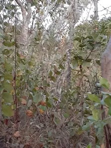 Fazenda/Sítio à venda, 8010m² no Chácaras Quedas do Descoberto, Águas Lindas de Goiás
