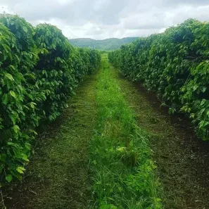 com 3 Quartos à venda, 780m² no Área Rural de Bragança Paulista, Bragança Paulista