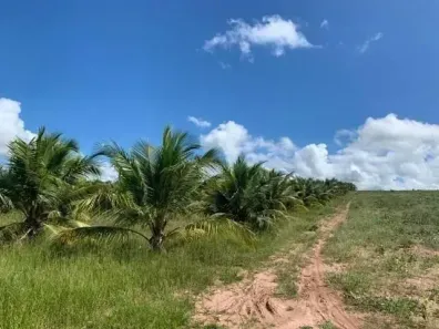 Fazenda/Sítio com 3 Quartos à venda, 400000m² no Novo Horizonte, Goianinha