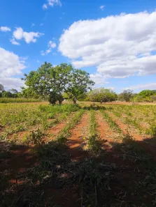 Fazenda/Sítio com 3 Quartos à venda, 20000m² no , Brasília