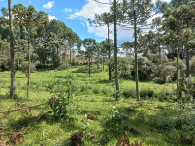 Fazenda/Sítio à venda, 90000m² no , Rio Rufino