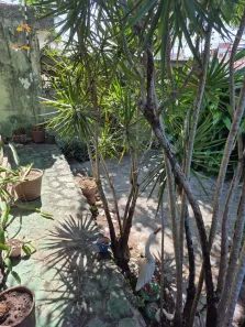 Casa com 3 Quartos à venda, 120m² no Estados, João Pessoa