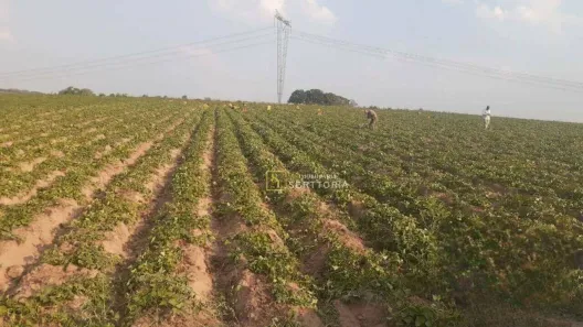 Lote/Terreno à venda, 145979m² no Estância Árvore da Vida, Sumaré