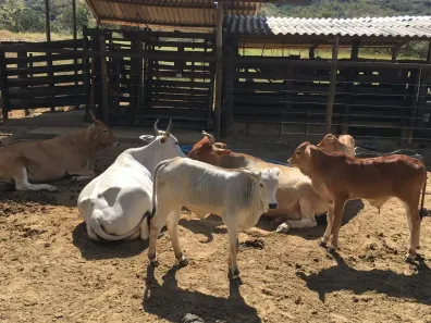Fazenda/Sítio com 2 Quartos à venda, 108000m² no , Buritis