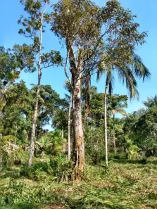 Lote/Terreno à venda, 2680m² no Balneario Gaivotas, Itanhaém