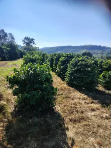 Fazenda/Sítio com 2 Quartos à venda, 48400m² no , Monte Santo de Minas