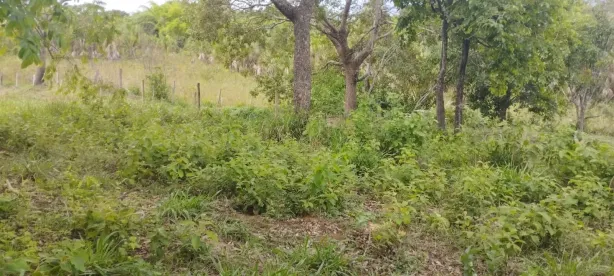 Fazenda/Sítio à venda, 1000m² no , Hidrolândia