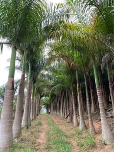 Fazenda/Sítio à venda, 63000m² no Zona Rural, Morungaba