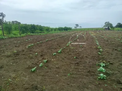 Fazenda/Sítio com 3 Quartos à venda, 13000m² no Área Rural de Anápolis, Anápolis