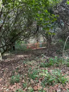 Lote/Terreno à venda, 11000m² no Pipa, Tibau do Sul