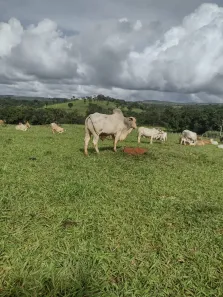 Fazenda/Sítio à venda, 720000m² no , Água Fria de Goiás