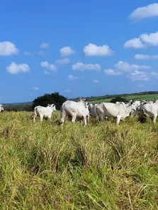 Fazenda/Sítio com 2 Quartos à venda, 1030000m² no , Macaíba