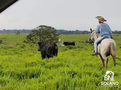 Fazenda/Sítio com 3 Quartos à venda, 4646m² no Centro, Tomé-Açu