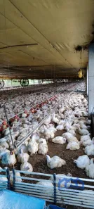 Fazenda/Sítio com 1 Quarto à venda, 290400m² no , Porangaba
